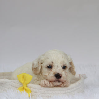 Colin - Available 9/10