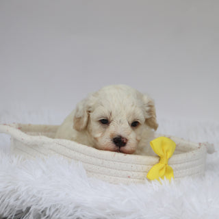 Colin - Available 9/10