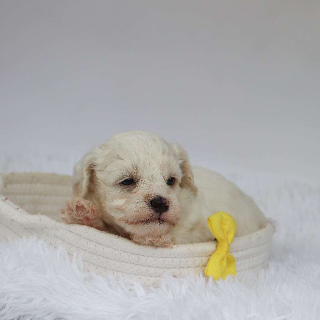 Colin - Available 9/10