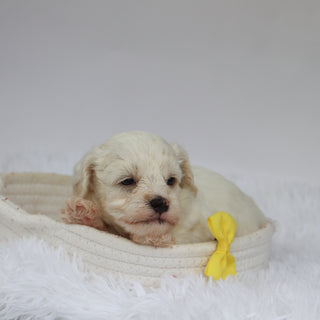 Colin - Available 9/10