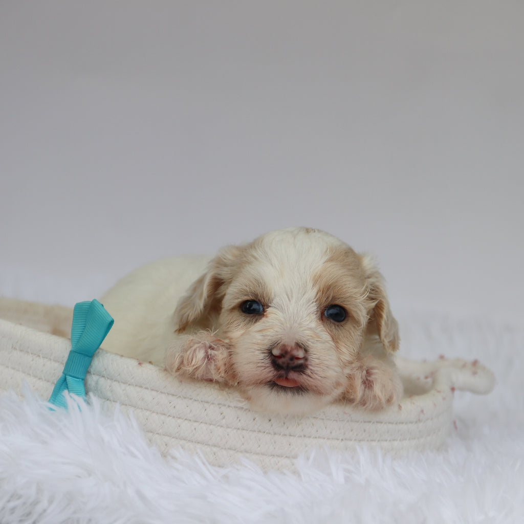 Shaun - Available 9/10