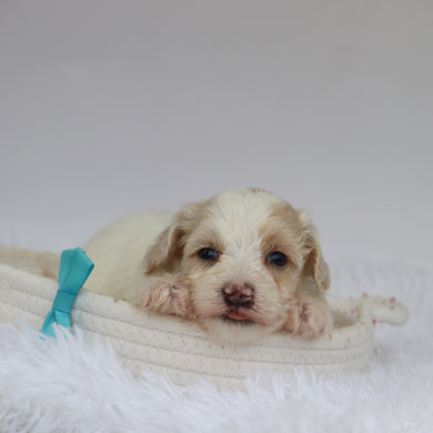 Shaun - Available 9/10