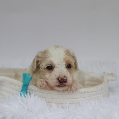 Shaun - Available 9/10