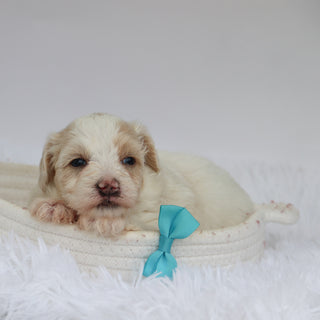 Shaun - Available 9/10