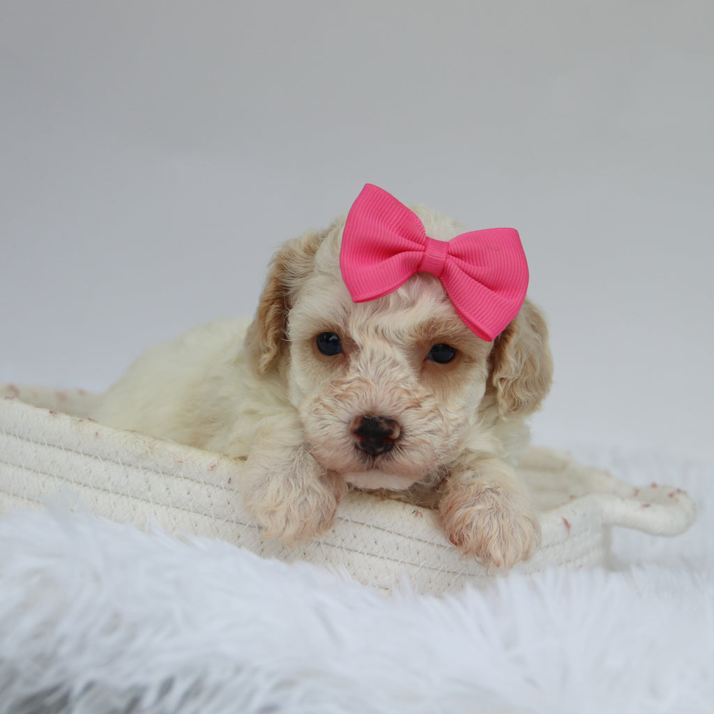 Reeses - Available 9/10