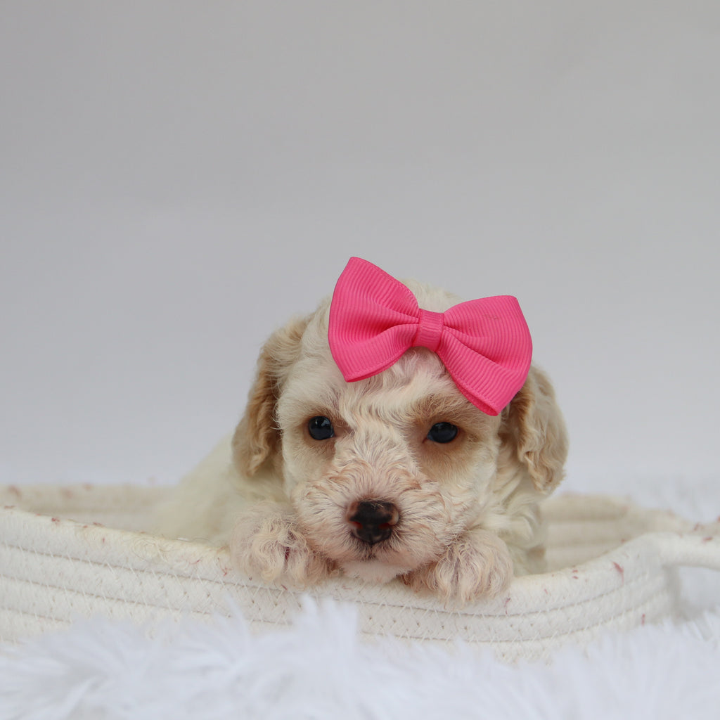 Reeses - Available 9/10