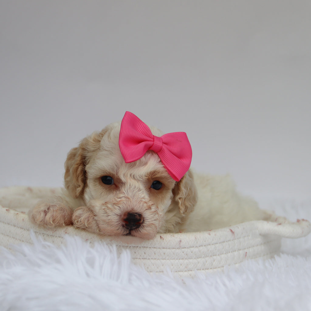 Reeses - Available 9/10