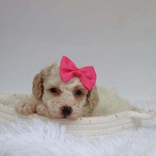 Reeses - Available 9/10