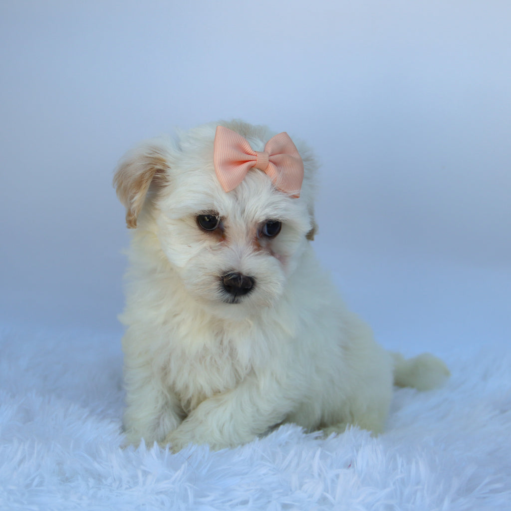 Martha - Available 9/17