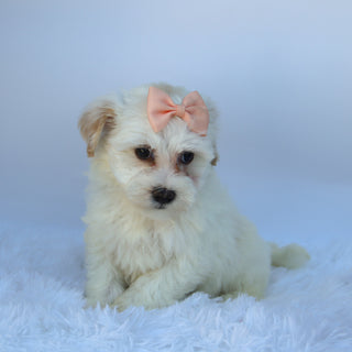 Martha - Available 9/17