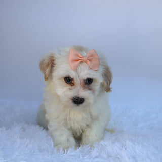Martha - Available 9/17