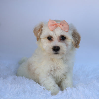 Martha - Available 9/17