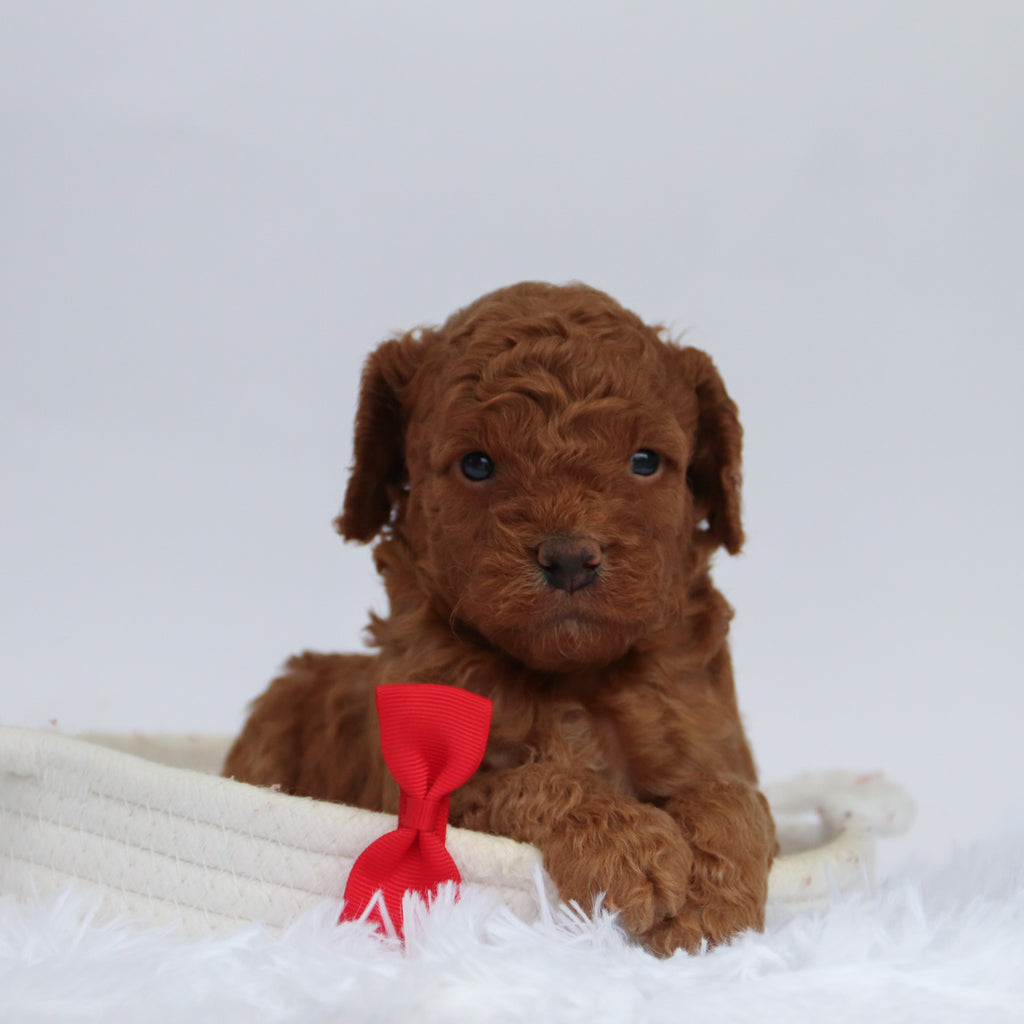 Aubin - Available 9/24