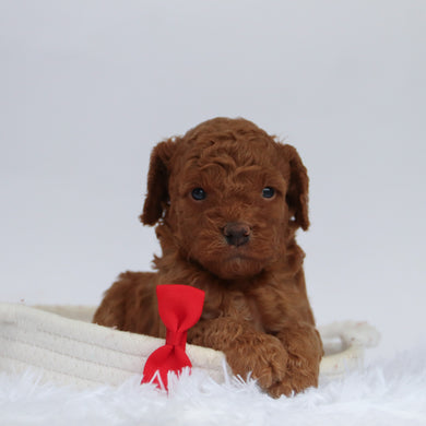 Aubin - Available 9/24