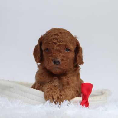 Aubin - Available 9/24