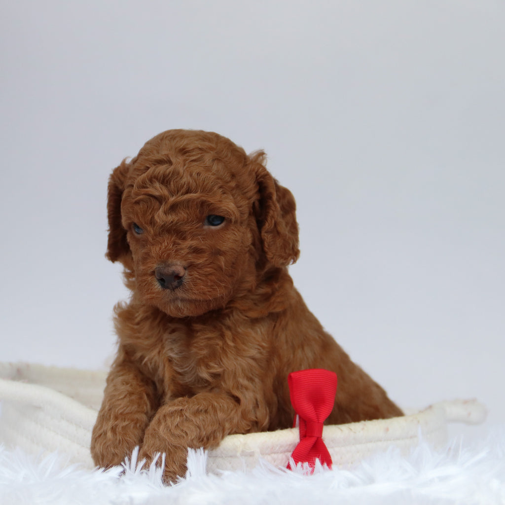 Aubin - Available 9/24