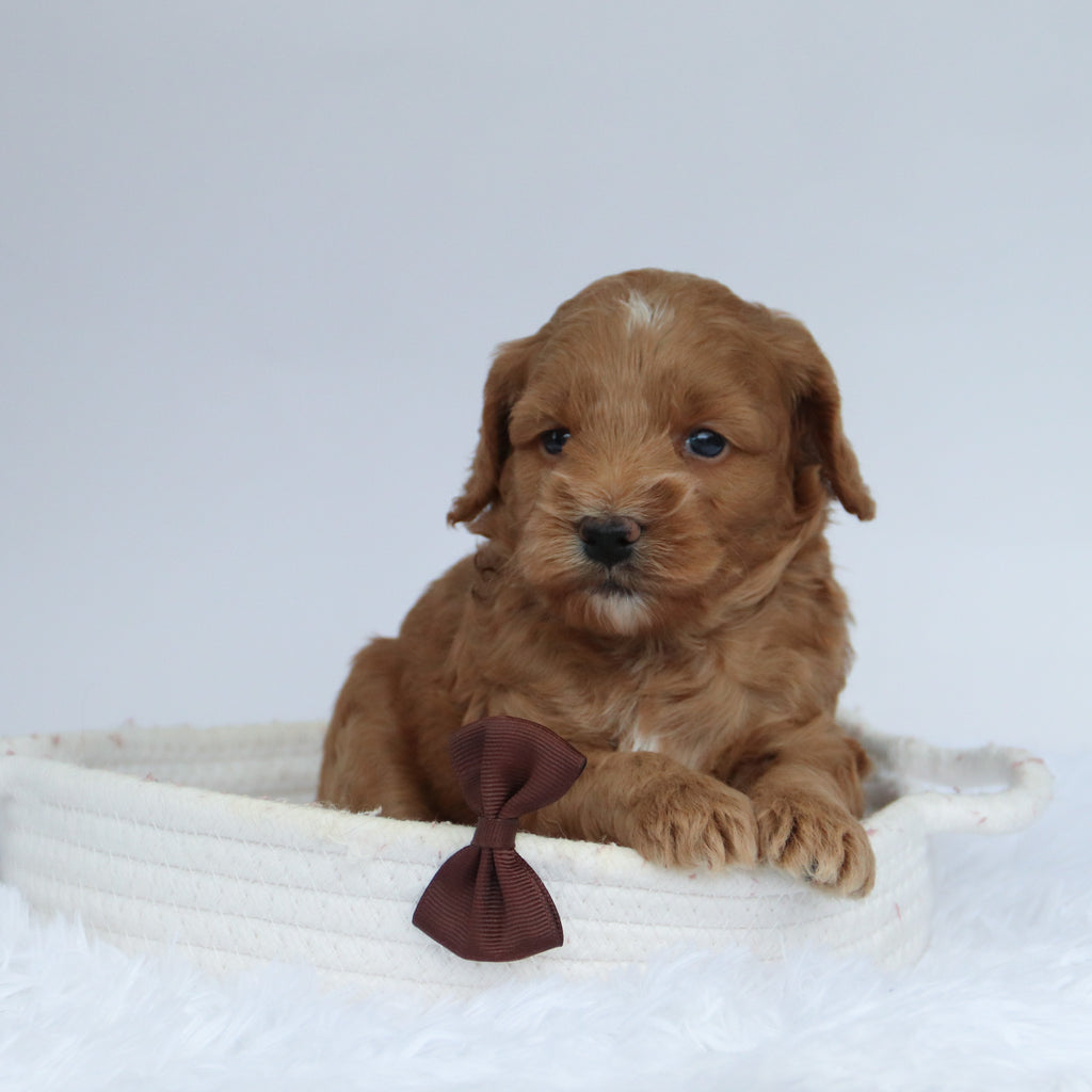 Tommy - Available 9/24