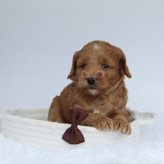 Tommy - Available 9/24