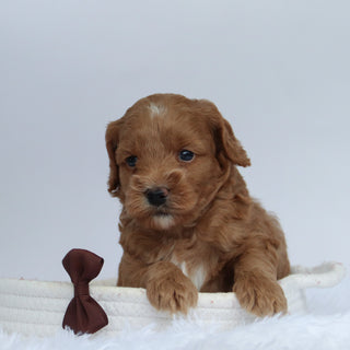 Tommy - Available 9/24