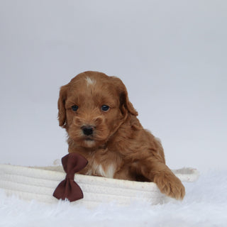 Tommy - Available 9/24