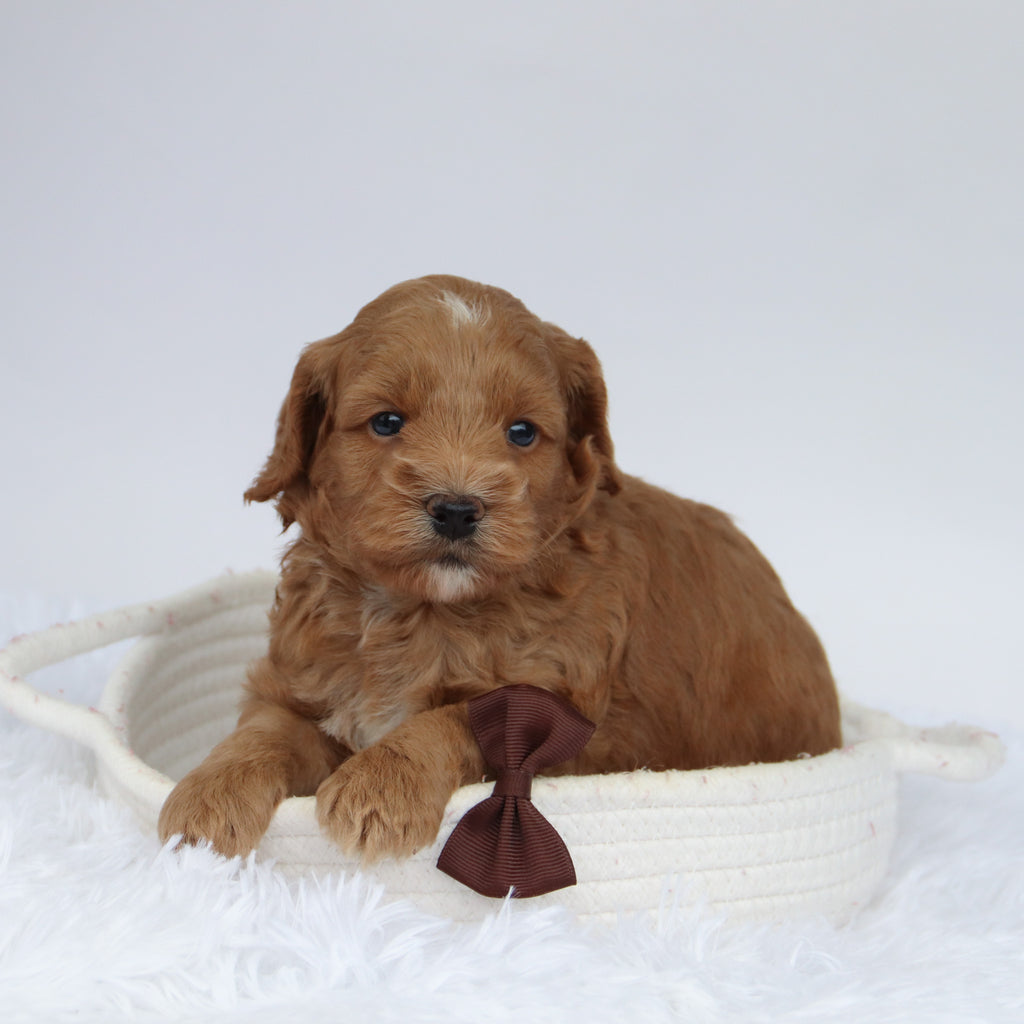 Tommy - Available 9/24