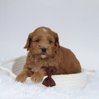 Tommy - Available 9/24