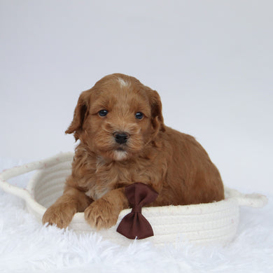 Tommy - Available 9/24
