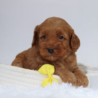 Enzo - Available 9/24