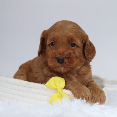 Enzo - Available 9/24