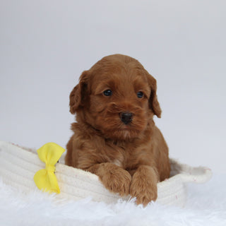Enzo - Available 9/24