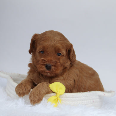 Enzo - Available 9/24