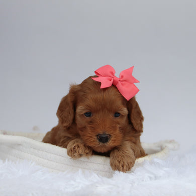 Bev - Available 9/24