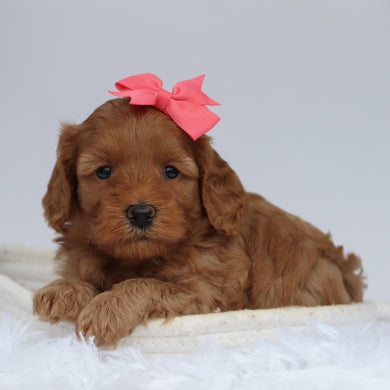 Bev - Available 9/24