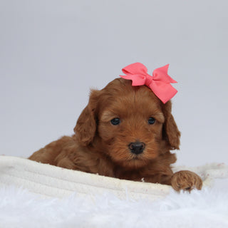 Bev - Available 9/24