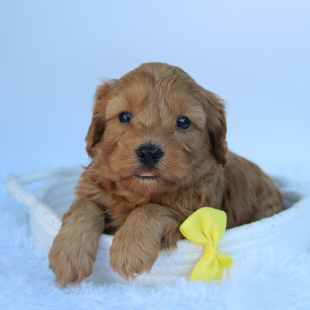 Zane - Available 10/7