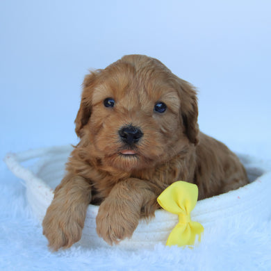 Zane - Available 10/7