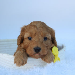 Zane - Available 10/7