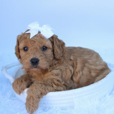 Cheryl - Available 10/7