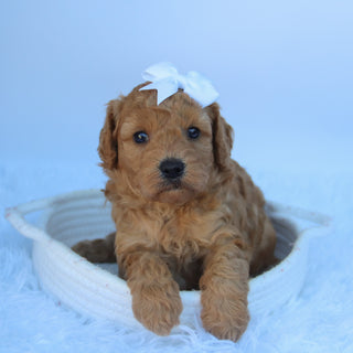 Cheryl - Available 10/7