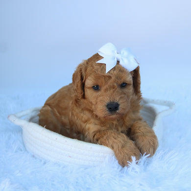 Cheryl - Available 10/7