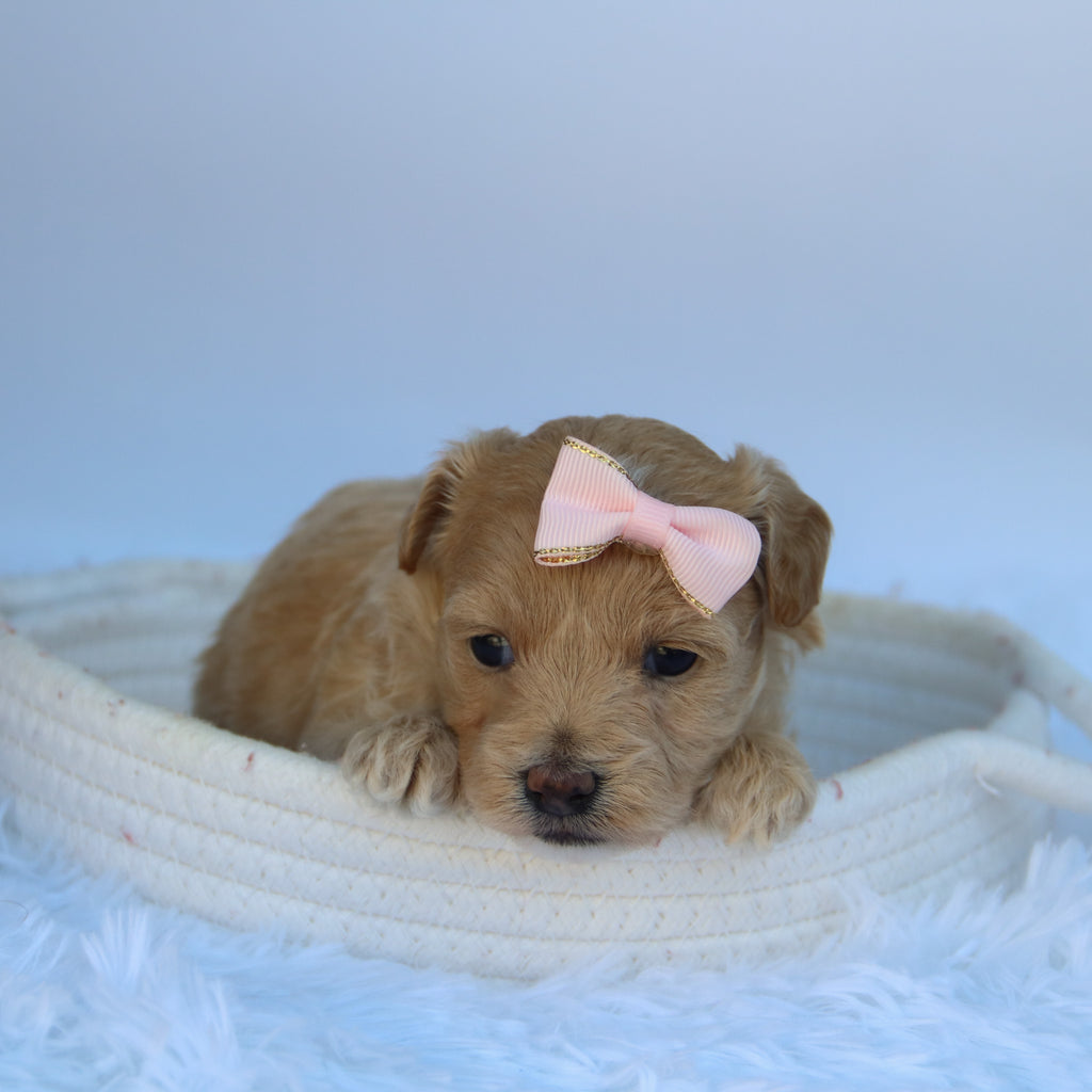 Caramel - Available 10/7