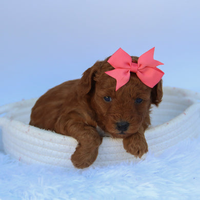 Marsha - Available 10/7