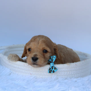 Tator - Available 10/7