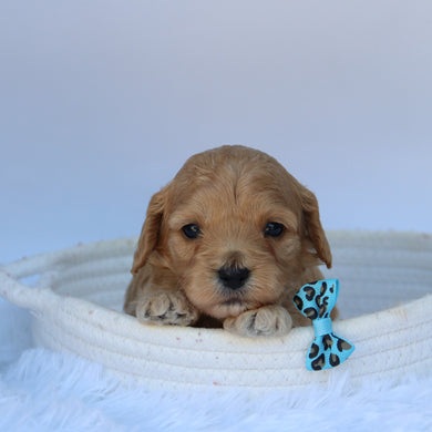 Tator - Available 10/7
