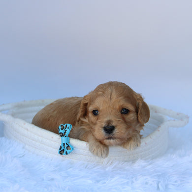 Tator - Available 10/7
