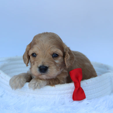 Quaker - Available 10/7