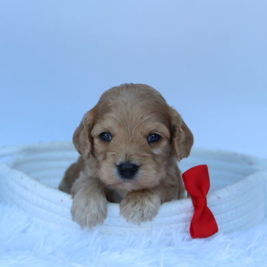 Quaker - Available 10/7