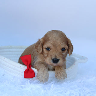Quaker - Available 10/7