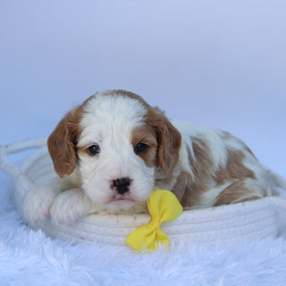 Irvin - Available 10/7