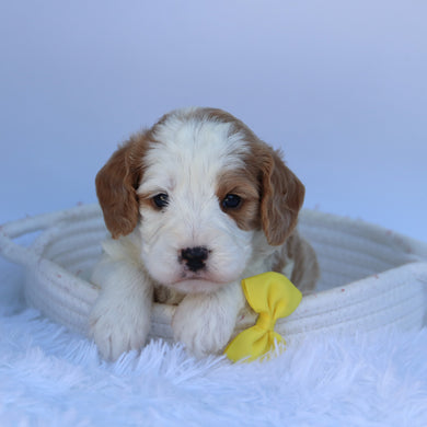 Irvin - Available 10/7